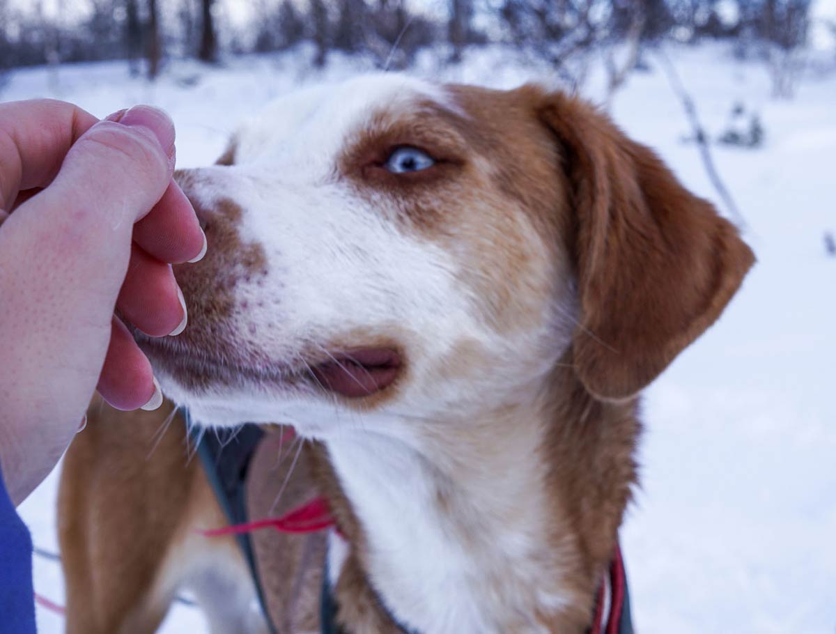 things to do in abisko: dog sledding ride