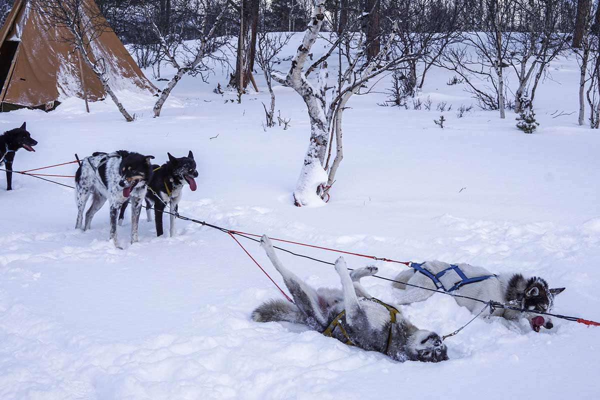 dog sledding tour in abisko