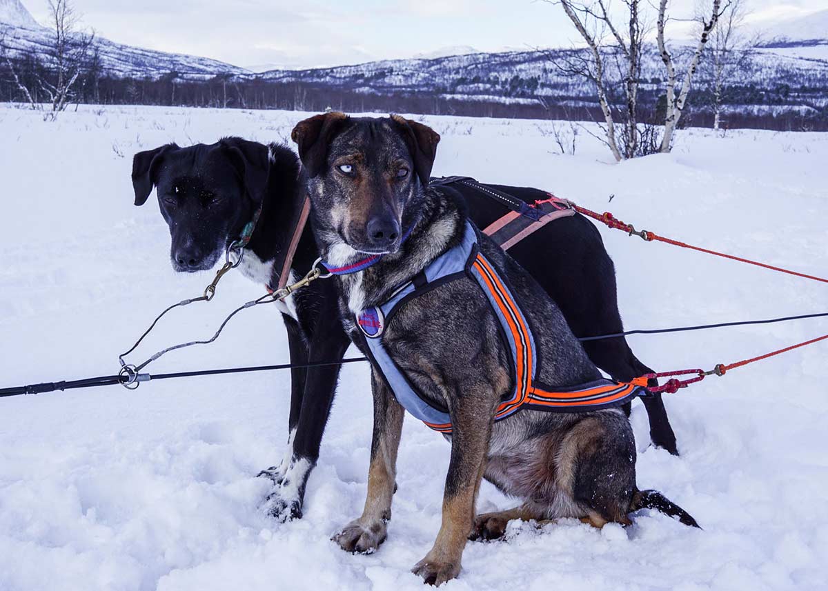 dog sledding tour abisko