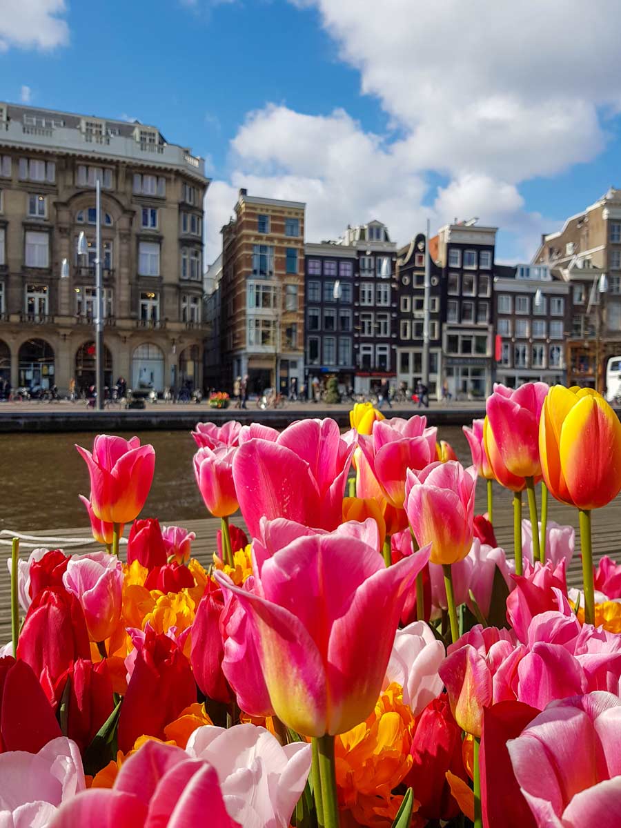 amsterdam tulip festival