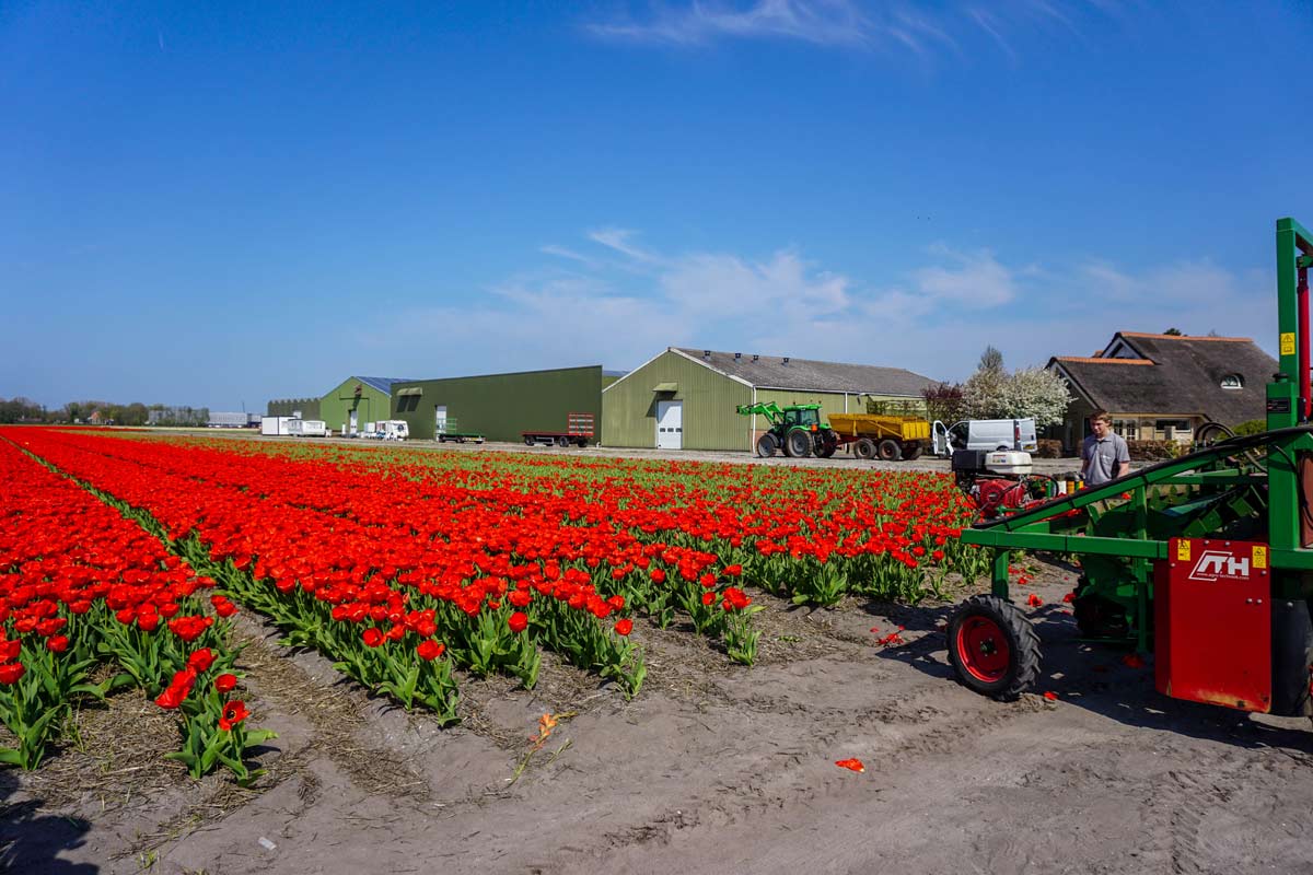 heading of a production tulip field in netherlands