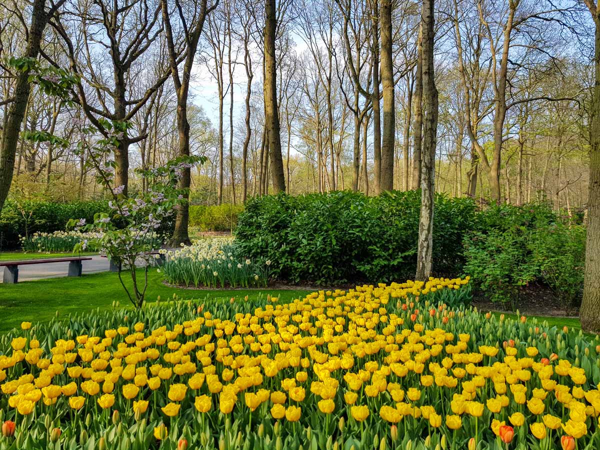 keukenhof gardens in lisse, netherlands