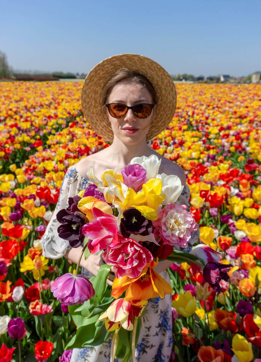 multicolred tulip field netherlands