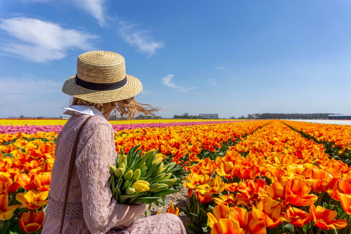 tulip fields netherlands: lisse