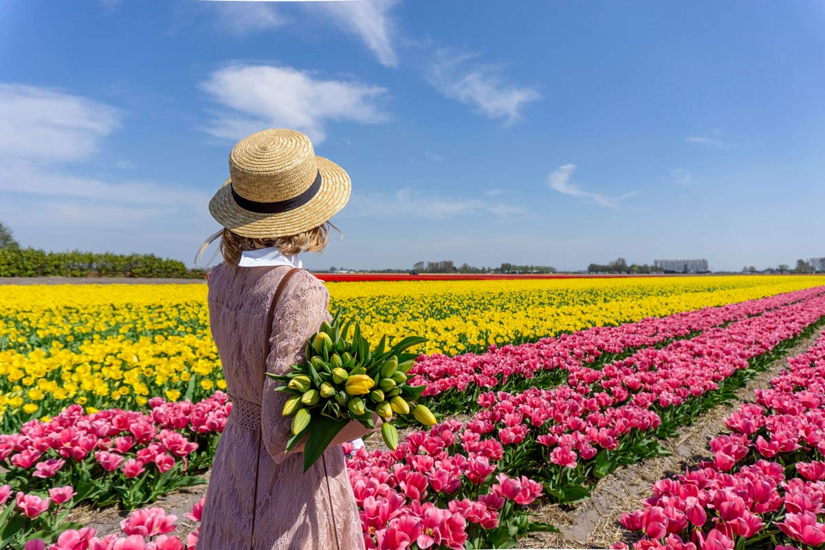tulip fields Netherlands