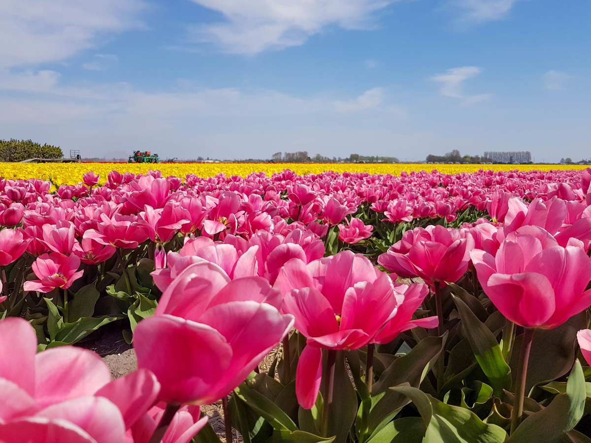 tulip fields lisse the netherlands