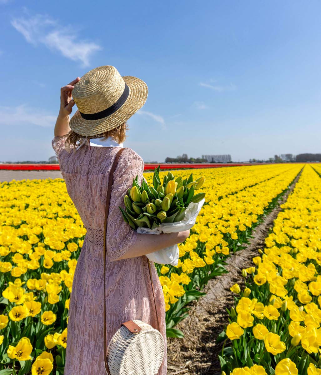 tulip fields lisse