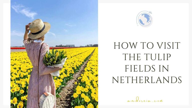 tulip fields netherlands: travel guide