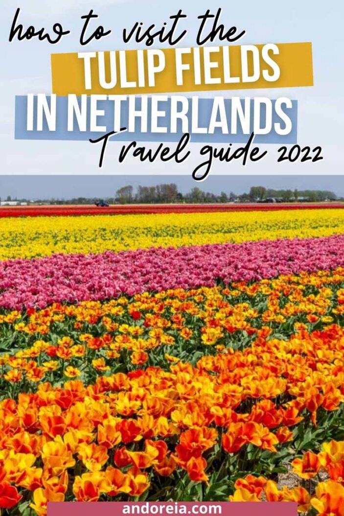 tulip fields netherlands travel guide pin