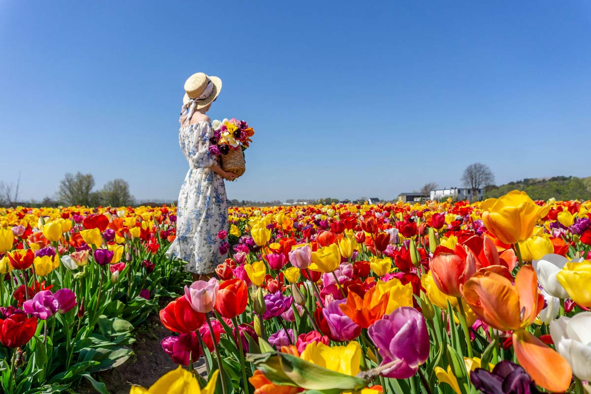 Visit The Tulip Fields In The Netherlands Keukenhof   Tulip Fields Netherlands 