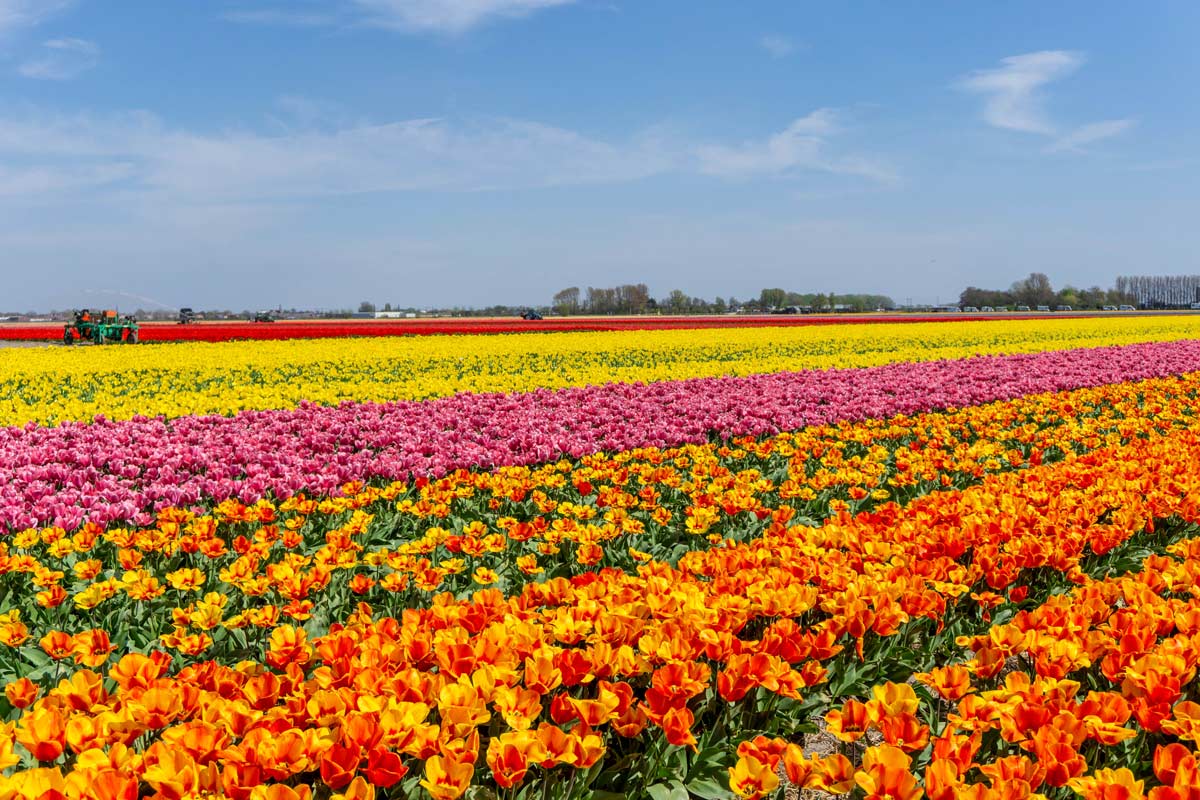 Flower Farms In Holland Best Flower Site   Tulip Fields The Netherlands 