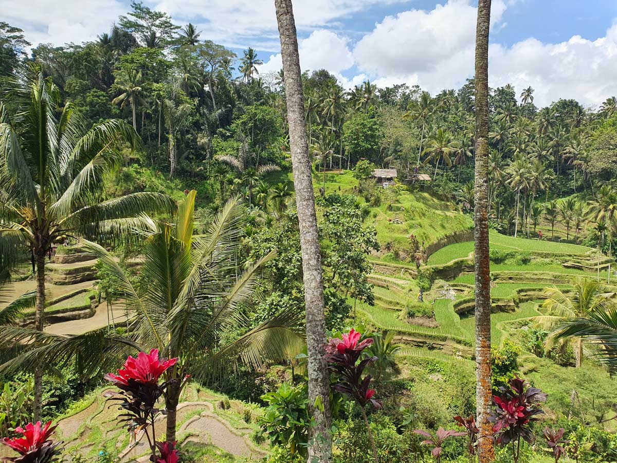 Tegalalang rice terraces - Bali
