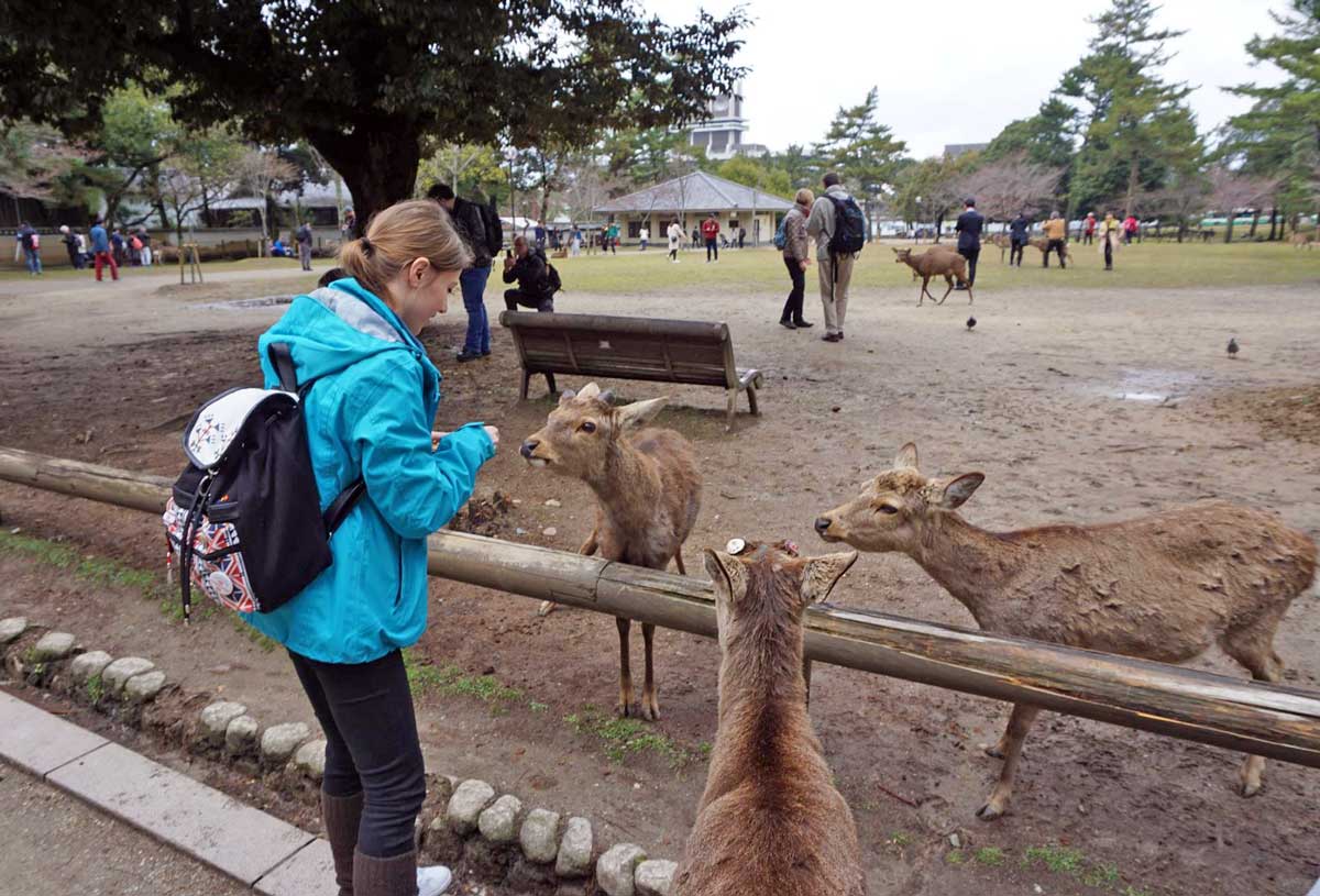 Top places to visit in Japan: Nara Deer Park