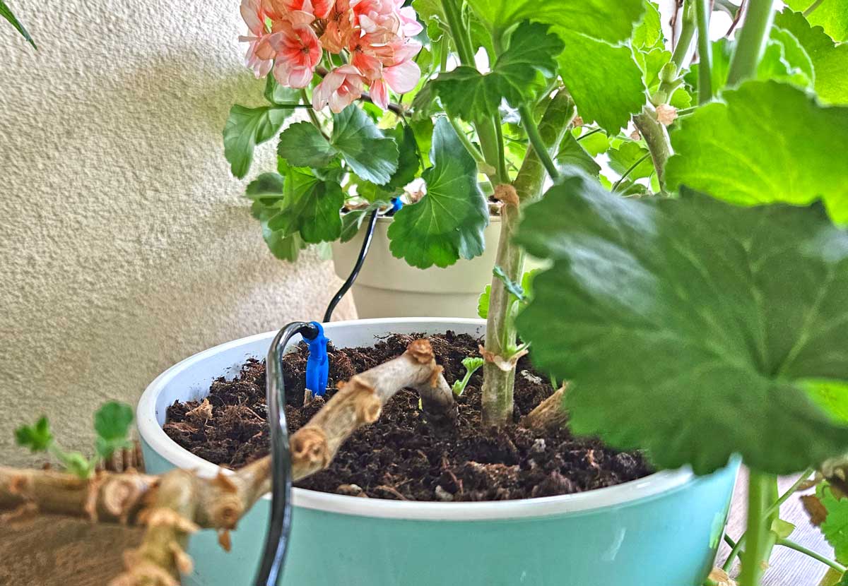 how to water your plants when away on vacation