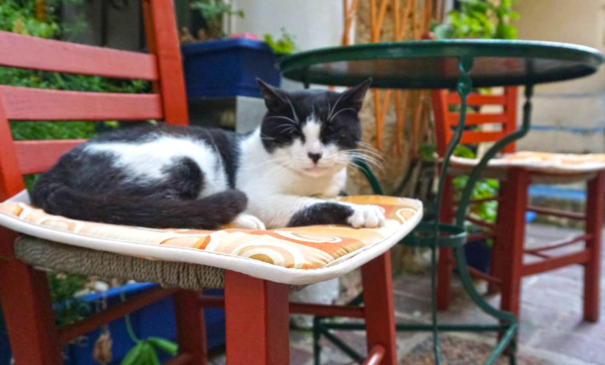 street cat in Chania